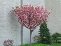 Prunus serrulata kanzan , Süs Kirazı ağacı
